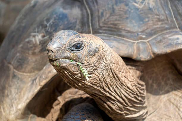 istock Seychelles giant turtle close up 1181015067