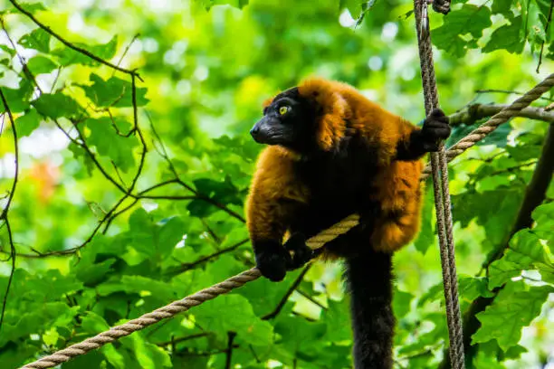 Photo of red ruffed lemur sitting on a rope in closeup, adorable tropical monkey, critically endangered animal specie from Madagascar