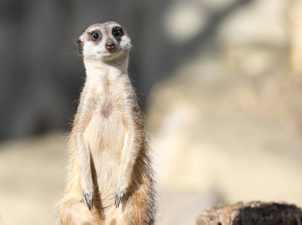 Meerkat Meerkat meerkat stock pictures, royalty-free photos & images