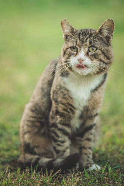 istock Big old colorful cat standing on green grass and licking his lips 1181015399