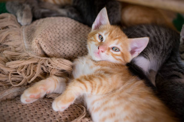 istock Cute little young orange cat lying on a blanket 1181015438