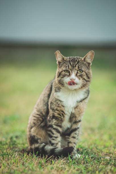 istock Big old colorful cat standing on green grass and licking his lips 1181015978
