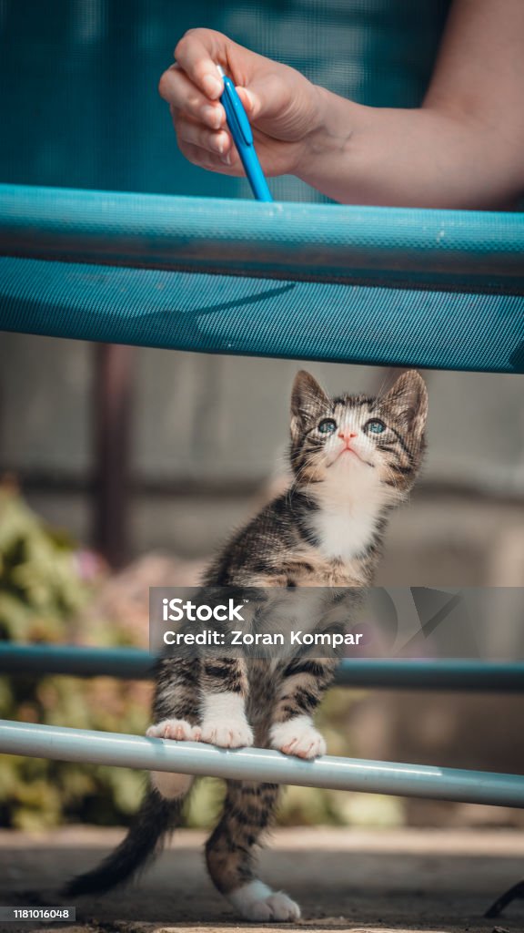 Foto de Gato Preto E Branco Novo Pequeno Bonito Do Tigre Com Os Olhos Azuis  Que Estão Em Pés Traseiros Menina Com Os Jogos Da Mão Do Lápis Com Gato e  mais