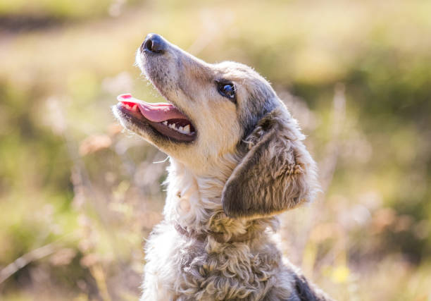 istock Happy adopted dog on a field 1181016126