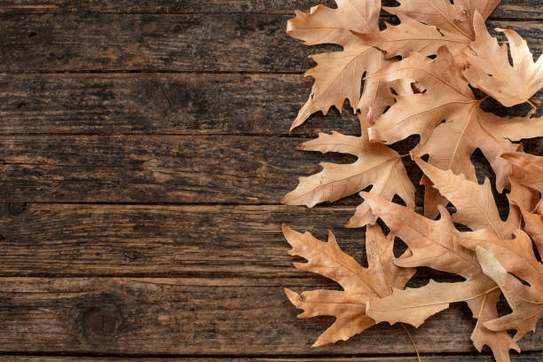 Autumn frame and decoration with dried leafs