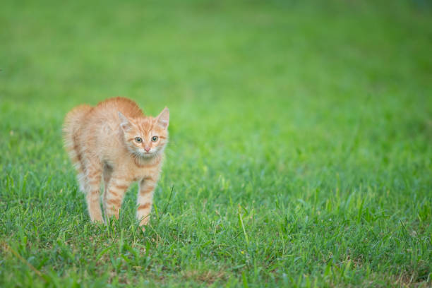 istock Young orange cat standing on green grass and looking scared 1181016534