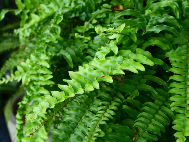 istock Fern Leaves In The Forest 1181017744