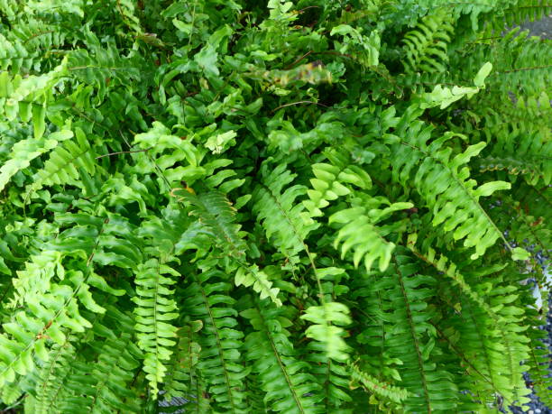 istock Vertical garden with tropical green leaf 1181017827