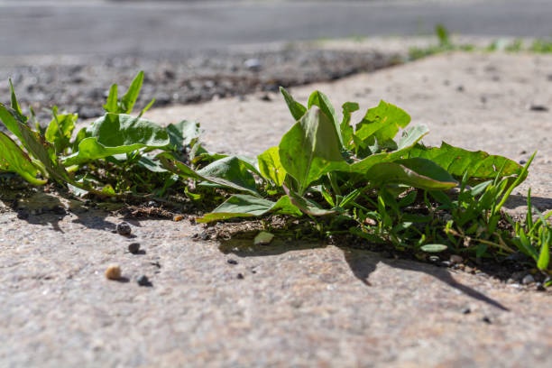 weed on a street stock photo
