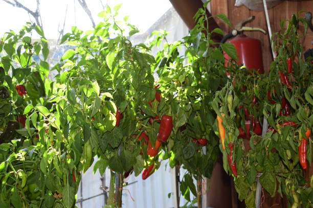 istock Thai chilis on plant 1181019642