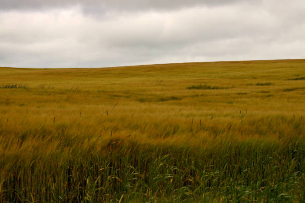 istock Wheat Field in a Strong Breeze at Dusk 1181019867