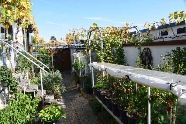 istock wild garden in October 1181019883