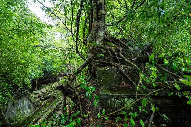 istock Ruins in Beng Mealea Temple at Cambodia 1181019980