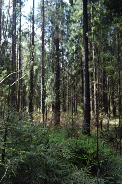 istock Pine forest. Depths of a forest. Journey through forest paths. Trees without foliage in early spring. Trekking through the reserve. 1181022247