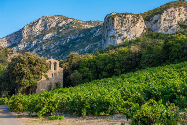 vinhedos na região vinícola languedoc-roussillon, roussillon, frança - wine region - fotografias e filmes do acervo