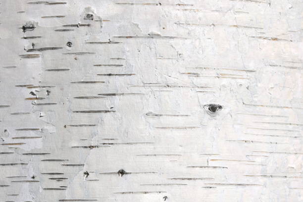 istock pattern of birch bark with birch stripes 1181023277