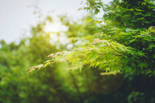 istock A background made of overlapping leaves. 1181023572