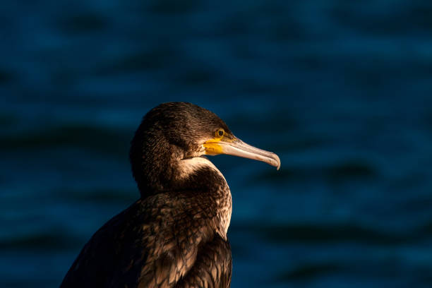 istock Great Cormorant. Phalacrocorax carbo. Blue sea background. 1181025085