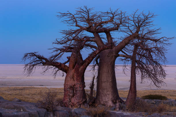 istock Three baobab trees on the edge of the pan 1181025088