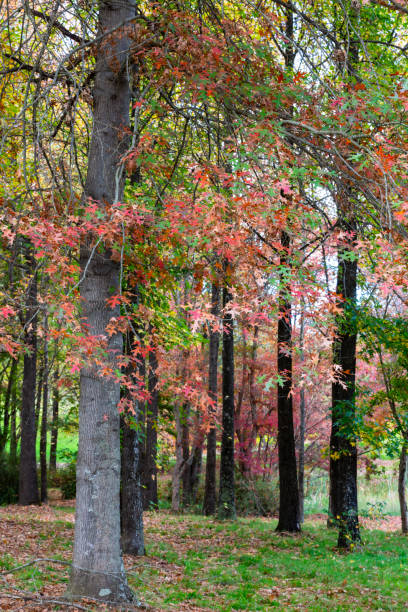 istock Red, brown and yellow autumn leaves 1181025247