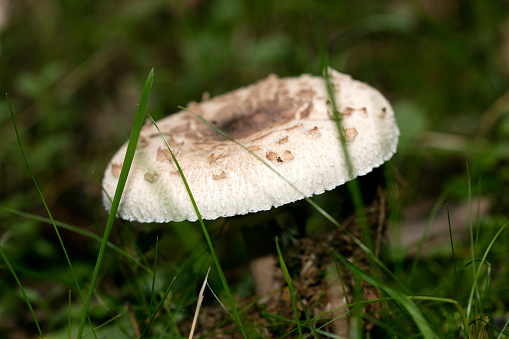 Wild mushrooms on nature macro background fifty megapixels prints