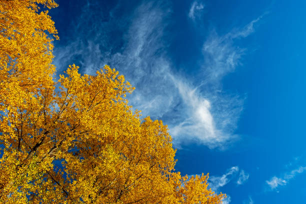 istock bright colors in autumn 1181026790