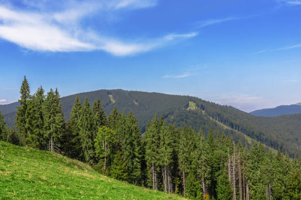 istock Forest landscape. Summer sunny day. Clouds in the sky. 1181026946
