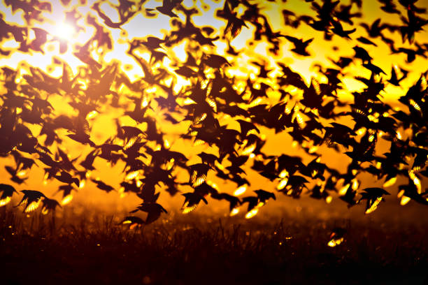 istock Flying birds. Birds silhouettes. Sunset nature background. 1181027717