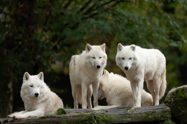istock Artic wolf family in the forest 1181027784