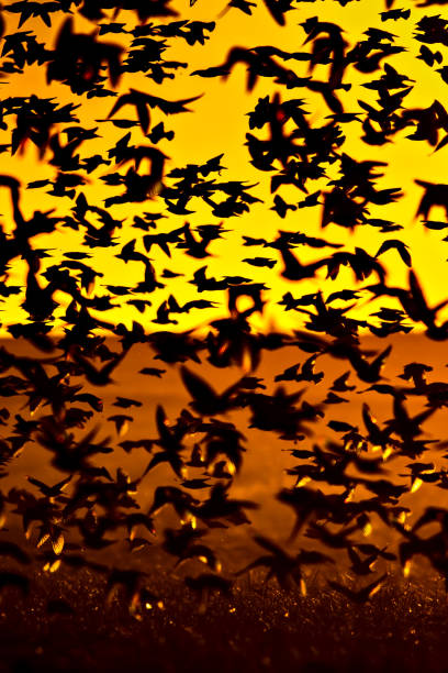 istock Flying birds. Birds silhouettes. Sunset nature background. 1181027798