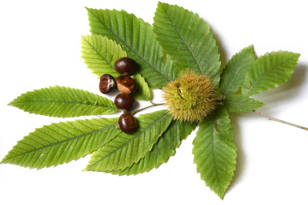 istock Chestnuts and curly with green leaves isolated on white background 1181027938