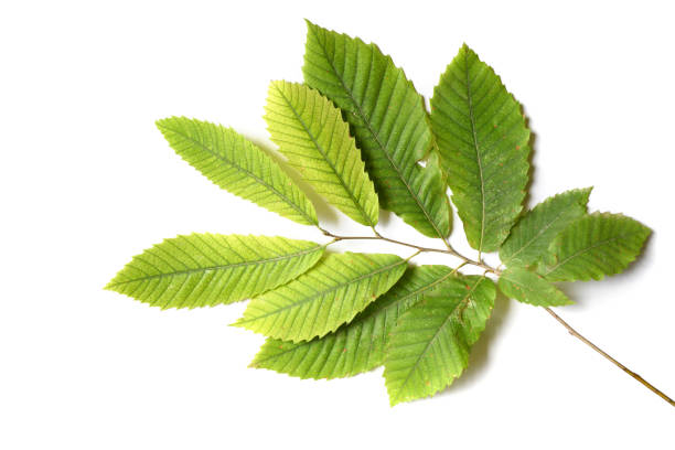 chestnut leaves isolated on white background stock photo