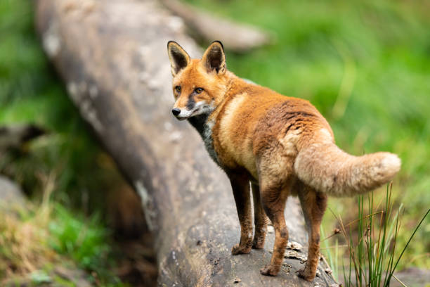 istock Red foxwalking on the wood in the forest 1181028585
