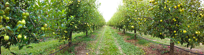 ripe apples in an orchard ready for harvesting panorama