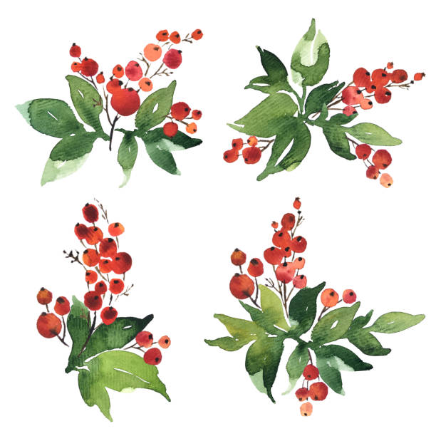 Christmas watercolor set of bouquet arrangings. Holly berries with green leaves Christmas watercolor set of bouquet arrangings. Holly berries with green leaves holly stock illustrations