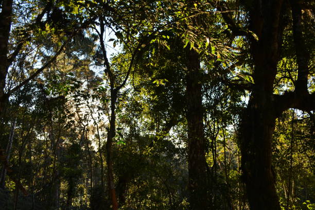 istock Landscape with Araucaria at dusk 1181028820