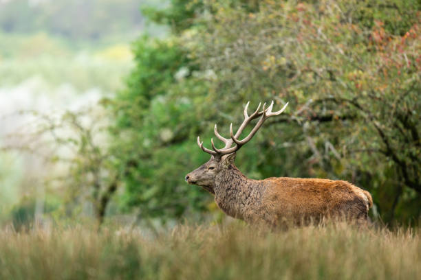 istock Deer in the forest during the rut 1181029078