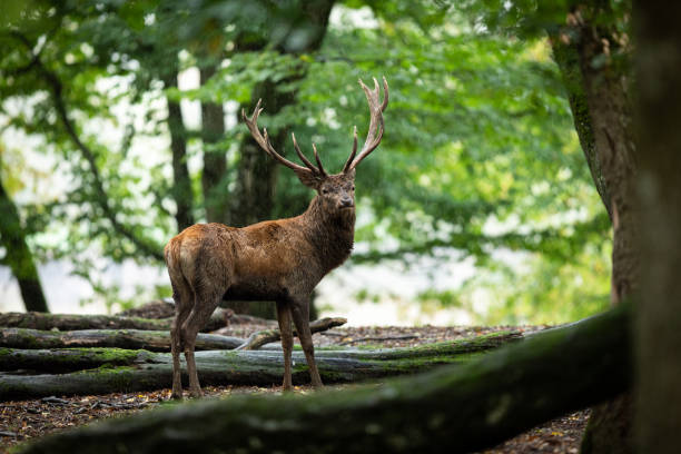 istock Deer in the forest during the rut 1181029209