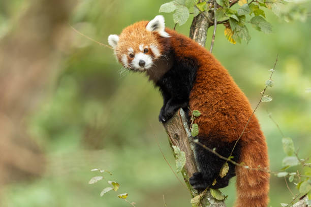 istock Red panda on the tree during the autumn 1181029211