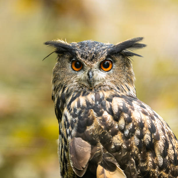 istock Portrait of a Eurasian Eagle-Owl 1181029274