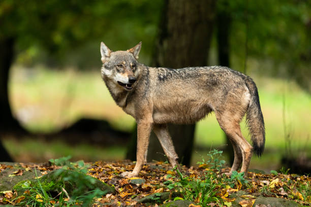 istock Grey wolf in the forest during the autumn 1181029401