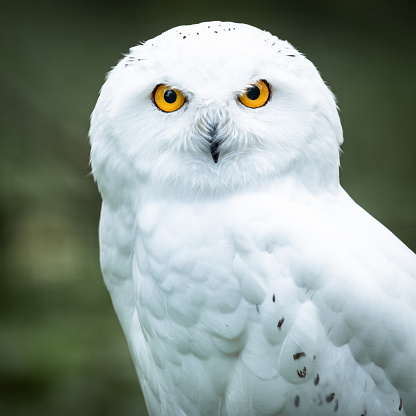 Portrait of a snowy owl