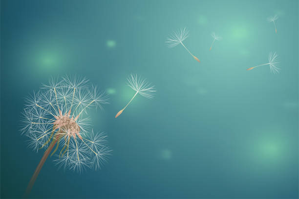 istock Dandelion in Green horizontal blur backdrop. Bokeh light on summer season illustration. Closeup blowball with flying fluff field. Copy space banner vector. 1181029570