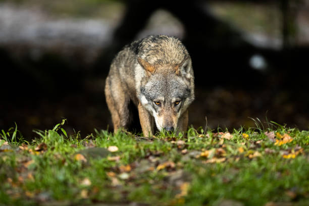 istock Grey wolf in the forest during the autumn 1181029658