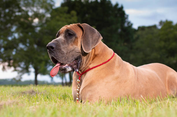 istock Purebred Great Dane laying on the grass 1181030817