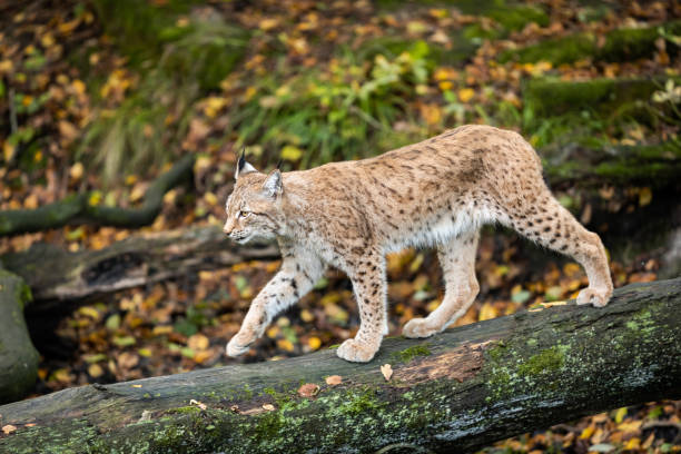 istock Lynx walking on the tree during the autumn 1181030851