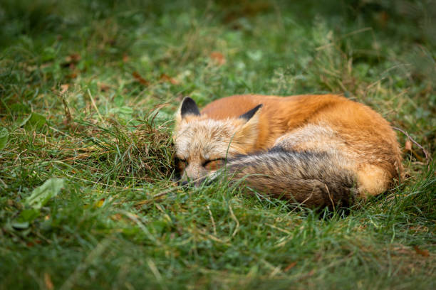 istock Red fox sleeping in the forest during the autumn 1181030957