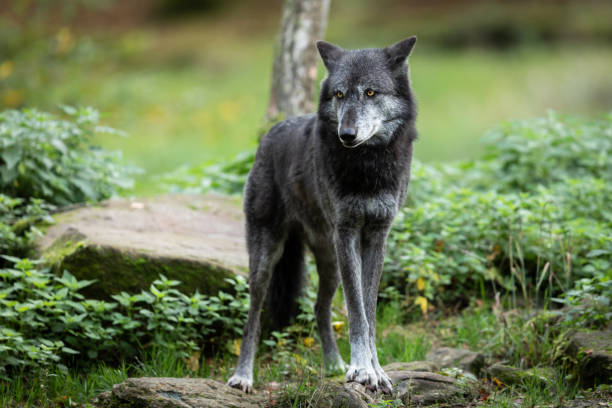 istock Black wolf in the forest during the autumn 1181031029