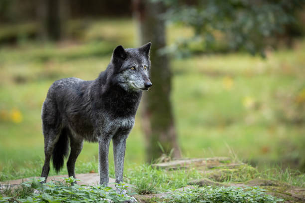 istock Black wolf in the forest during the autumn 1181031045