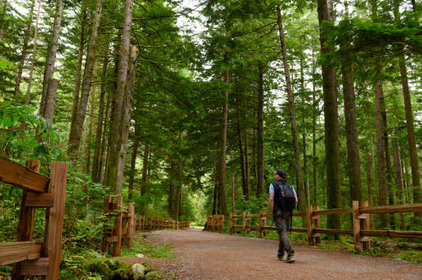 istock Man hiking in a lush green forest 1181032321